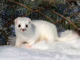 なんだこの真っ白な動物は……。駐車場で撮影された“謎の生命体”が憶測を呼ぶ（アメリカ）