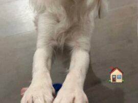 大谷翔平　愛犬デコピンと久々の再会でじゃれ合う写真を投稿　日本開幕戦終えて米国の自宅に帰宅