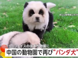 【再騒動】「これは動物虐待だ!」“パンダ犬”が中国の動物園に再び登場し論争に　苦情相次ぎ展示取りやめてペットショップに返却