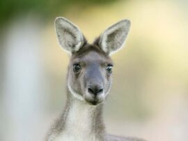 ペットとしては珍しい「ある動物」が脱走。確保の様子を警察が公開、SNSざわつく 米