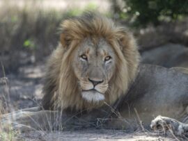 キャンプ客、ライオンに襲われ死亡 ナミビア