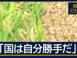 政府のコメ増産方針転換に農家から課題の声 – 異常気象が深刻な影響