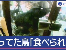 自宅敷地内にクマ侵入　飼っていた鳥「食べられた」