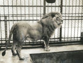 埼玉「ライオン事件」：飼い主Kさんと猛獣ラッキーの異例な共同生活と波紋