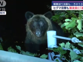 【悲報】猟友会とトラブルの北海道奈井江町、街に熊3頭出現するも放置　町職員がパトロール実施も相手はコイツｗｗｗｗ