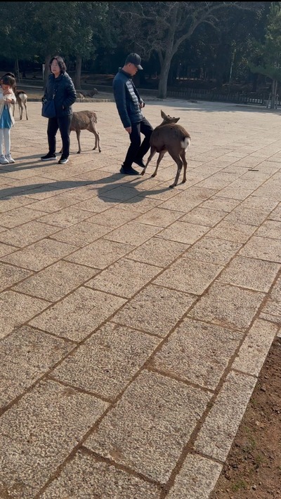 【動画】中国のジジイ、奈良公園にいる神の使いである鹿を蹴りまくって炎上