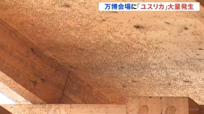【動画】万博ユスリカ、どんどん増殖 お前らの想像以上のペースで増えている模様wwww 【動画】万博ユスリカ、どんどん増殖 お前らの想像以上のペースで増えている模様wwww
