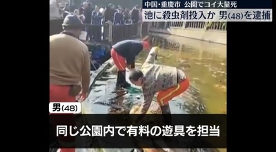 中国人、重慶市の公園で自分の担当する遊具貸し出しより鯉鑑賞の方が儲かる事に立腹腹、殺虫剤で泳ぐ宝石ニシキゴイを大量殺害