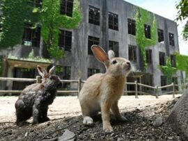 【胸糞】ウサギ島で77匹のウサギ蹴り殺した疑い　会社員堀田陸容疑者（25）を現行犯逮捕