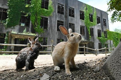 【胸糞】ウサギ島で77匹のウサギ蹴り殺した疑い　会社員堀田陸容疑者（25）を現行犯逮捕