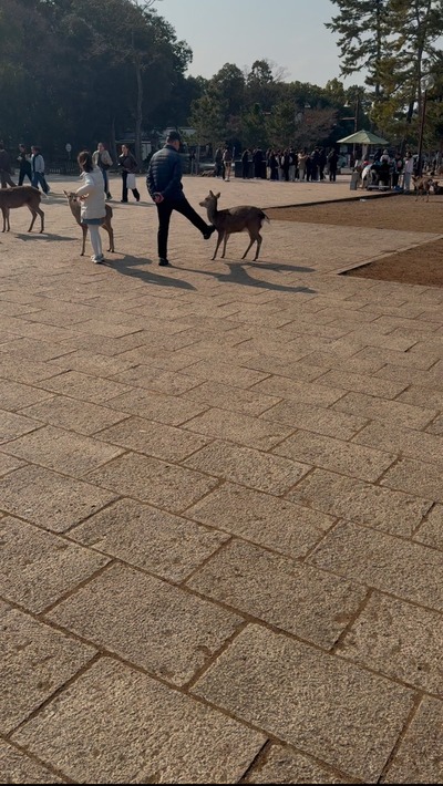 【動画】中国のジジイ、奈良公園にいる神の使いである鹿を蹴りまくって炎上