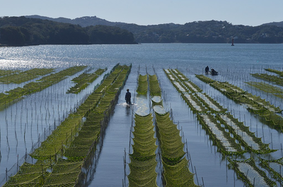 【速報】海苔の単価、21年度比８割増「各社こっそり韓国海苔を導入」気付いてた？