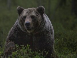 【羅臼岳ヒグマ事故】亡くなった26歳男性の相方である友人、スプレーの使用で救出試みるもパチモンで噴射できなかったことが判明