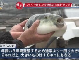 【速報】齋藤兵庫県知事「新たな事件」発覚　特産品『淡路島3年とらふぐ』の土産要求→「用意できる訳無く、職員達が自腹で用意」