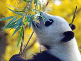 【速報】上野動物園、パンダ2頭を中国に返還へ