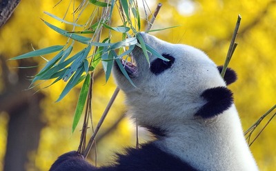 【速報】上野動物園、パンダ2頭を中国に返還へ