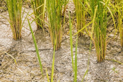 【画像】参政党さん、外来種のジャンボタニシで無農薬米栽培を開始→無事炎上ｗｗｗ