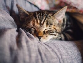 【悲報】鬼畜現る　近所の飼い猫「たま」を拉致して70km先で捨てた男を器物損壊で逮捕