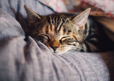 【悲報】鬼畜現る　近所の飼い猫「たま」を拉致して70km先で捨てた男を器物損壊で逮捕