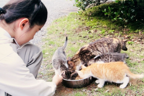 【悲報】天皇ご一家の飼い猫「みー」死ぬ