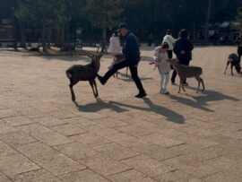 【動画】中国のジジイ、奈良公園にいる神の使いである鹿を蹴りまくって炎上