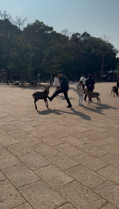 【動画】中国のジジイ、奈良公園にいる神の使いである鹿を蹴りまくって炎上