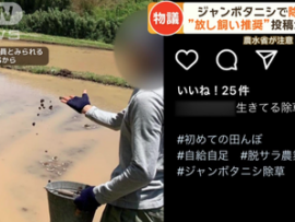 【速報】ジャンボタニシ大量発生、稲の食害が3倍超に「こんなのを自ら撒いたバカがいるらしい」