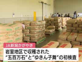 【速報】日本政府、新米の1等米を確保！「将来のコメ不足に備えるため」1等米比率100%の備蓄爆誕