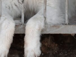 【速報】韓国の伝統食文化「犬肉食」、ついに禁止法案が可決！！！