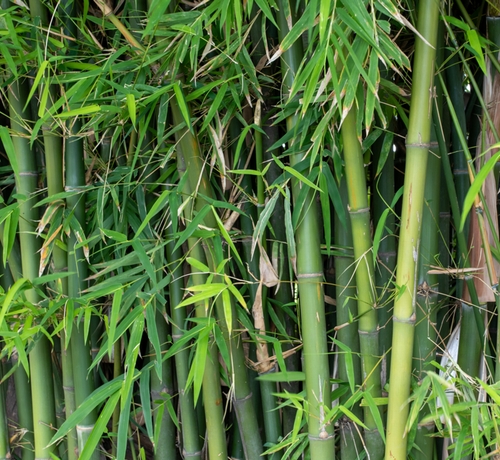 英国人「竹って園芸植物としていいなぁ、ｴｷｿﾞﾁｯｸでﾌﾟﾗｲﾊﾞｼｰも守れて」→異常な生命力で爆発的に広がり侵略的外来種に指定「なんだこの突破力」