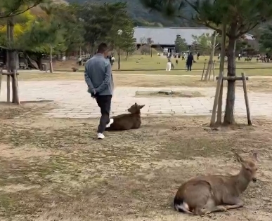 【動画あり】　奈良の鹿を蹴りまくっていた中国人さん　へずまりゅうに叱られビビるｗｗ