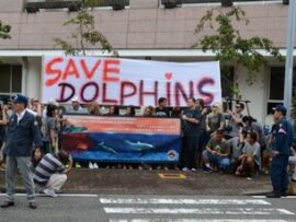 【悲報】反捕鯨団体、日本に敗北「残飯と化す」