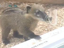 【悲報】NHKあさイチ批判殺到、ふれあい動物園中継にゲスト二階堂ふみが厳しい表情「ストレスに弱い生き物だから…」動物好きには辛い内容だった模様