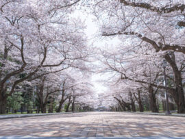 【朗報】学術会議の圧力が弱まったとたんに大学のデュアルユース（軍民両用）研究が殺到「安全保障の一端を科学で！」