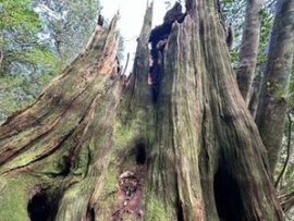 【縄文時代】屋久島で樹齢3000年の弥生杉、何者かに倒される。一体誰が・・・・