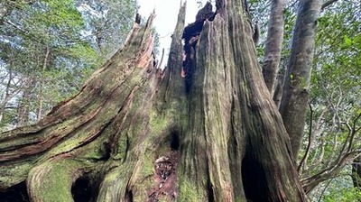 【縄文時代】屋久島で樹齢3000年の弥生杉、何者かに倒される。一体誰が・・・・