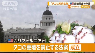 【速報】米国でタコ養殖禁止を展開する動物保護団体、日本をターゲットにした模様「養殖禁止を要求する」