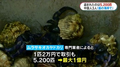 【速報】逮捕の中国人から押収した日本天然記念物のオオヤドカリ5千匹 1匹2万円で「最大1億円」と判明 珊瑚の次として中国人が殺到する可能性 【速報】逮捕の中国人から押収した日本天然記念物のオオヤドカリ5千匹 1匹2万円で「最大1億円」と判明 珊瑚の次として中国人が殺到する可能性