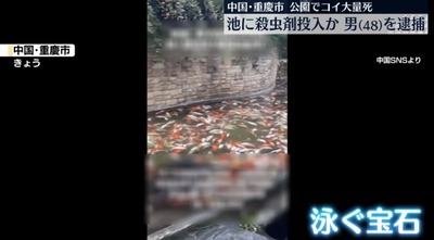 中国人、重慶市の公園で自分の担当する遊具貸し出しより鯉鑑賞の方が儲かる事に立腹腹、殺虫剤で泳ぐ宝石ニシキゴイを大量殺害