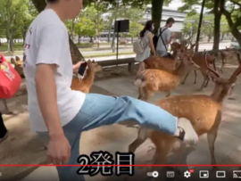 【速報】奈良のシカ事件、議員が動いた模様「奈良公園室長を始め担当者及び県警担当数名と問題を共有」法的な措置も含めての検討