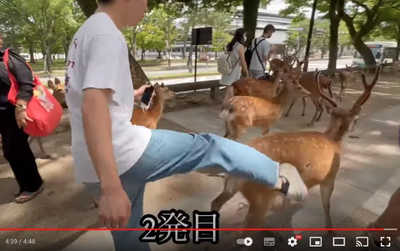 【速報】奈良のシカ事件、議員が動いた模様「奈良公園室長を始め担当者及び県警担当数名と問題を共有」法的な措置も含めての検討